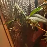 Animal Cookies x Super Silver Haze