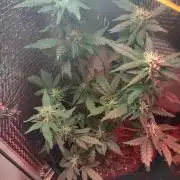 Growfarm1