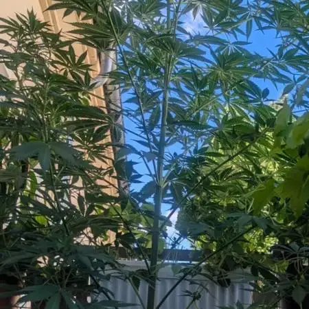 Balcony organic grow Durban Dew (DiDi)