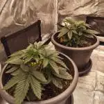 Purpz HSC Indoor Beginner