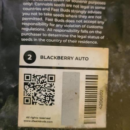 Aug 3rd 2025 blackberry