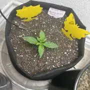 FB Banana Purple Punch 🥊