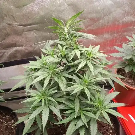 Bubblegum Sherbet x WeedSeedExpress