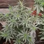 Bubblegum Sherbet x WeedSeedExpress