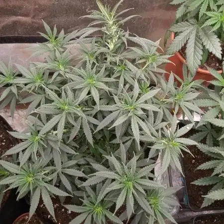 Bubblegum Sherbet x WeedSeedExpress