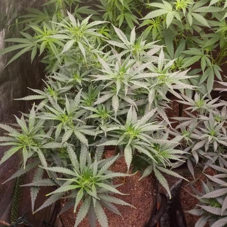 Banana Zkittlez x WeedSeedExpress