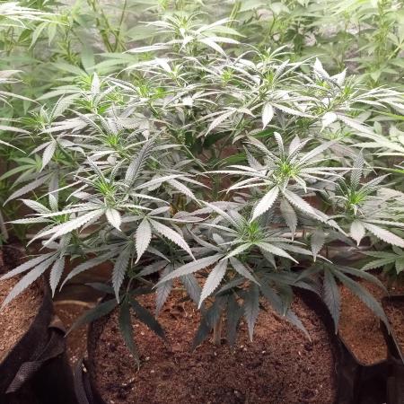 Bubblegum Sherbet x WeedSeedExpress