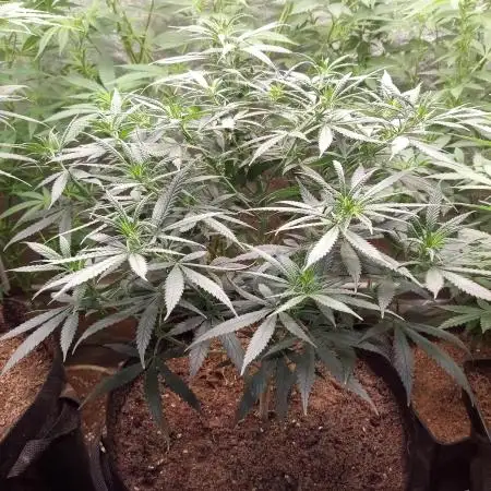 Bubblegum Sherbet x WeedSeedExpress