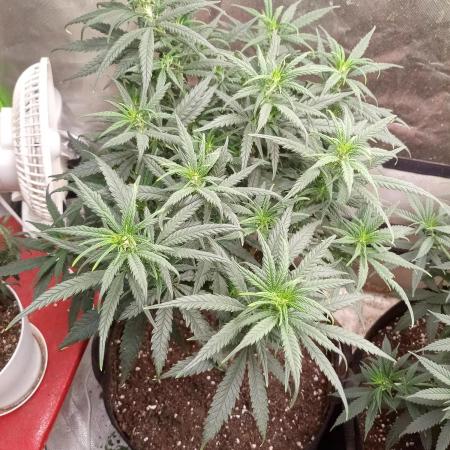 Banana Zkittlez x WeedSeedExpress