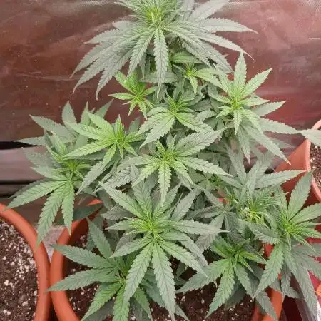 Bubblegum Sherbet x WeedSeedExpress