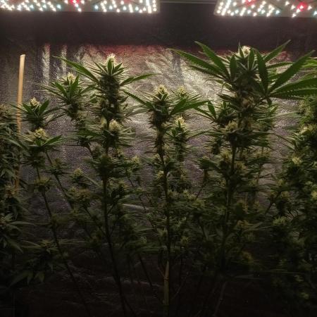 Original Sensible Seeds x Alien Moonrocks
