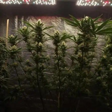 Original Sensible Seeds x Alien Moonrocks