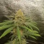 Original Sensible Seeds x Alien Moonrocks