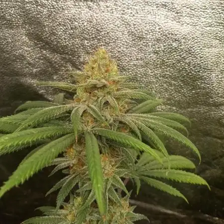 Original Sensible Seeds x Alien Moonrocks