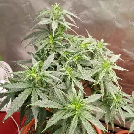 Banana Zkittlez x WeedSeedExpress