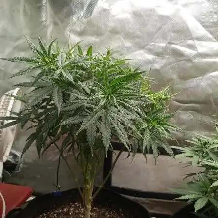 Banana Zkittlez x WeedSeedExpress