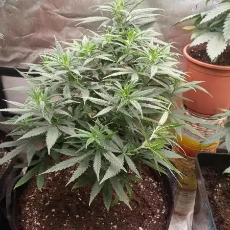 Bubblegum Sherbet x WeedSeedExpress