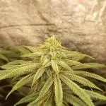 Original Sensible Seeds x Alien Moonrocks