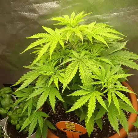 Original Sensible Seeds x Alien Moonrocks
