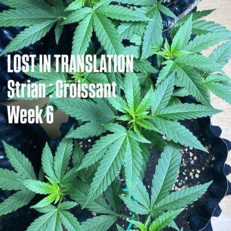 LIT FARM  | STRAIN : CROISSANT