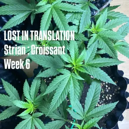 LIT FARM  | STRAIN : CROISSANT