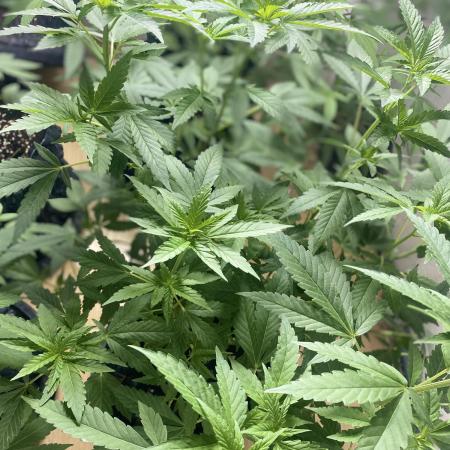 LIT FARM  | STRAIN : CROISSANT