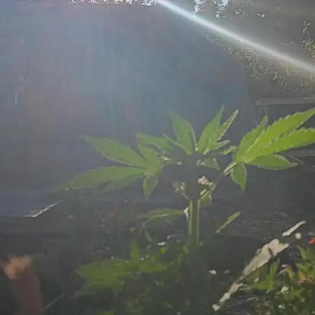 2nd AutoFlower strain