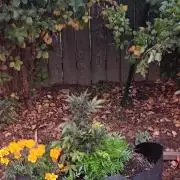 2nd AutoFlower strain