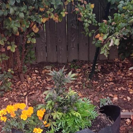 2nd AutoFlower strain