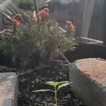 2nd AutoFlower strain