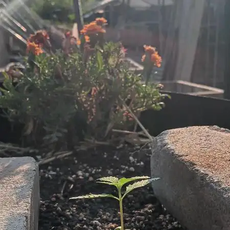 2nd AutoFlower strain