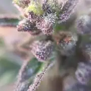 2nd AutoFlower strain