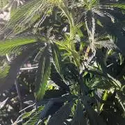Outdoor grow From Rage 😎