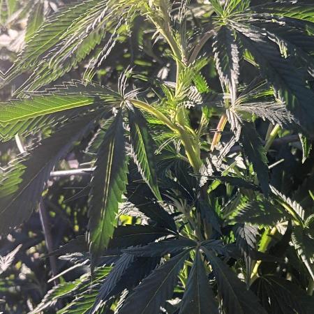 Outdoor grow From Rage 😎