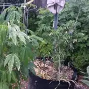 Outdoor grow PNW style 😎