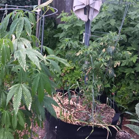 Outdoor grow PNW style 😎