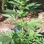 2nd AutoFlower strain