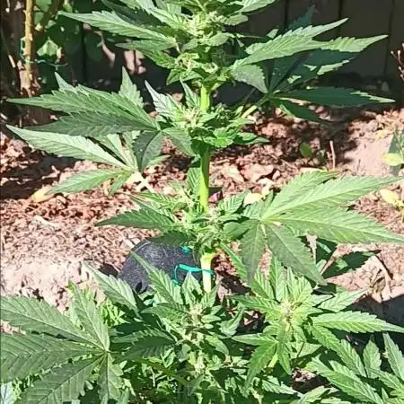 2nd AutoFlower strain