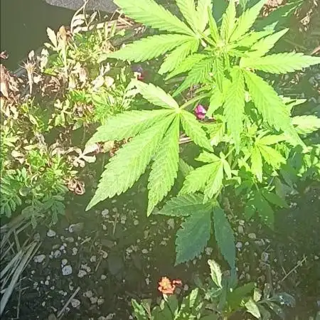 2nd AutoFlower strain