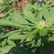Outdoor grow From Rage 😎