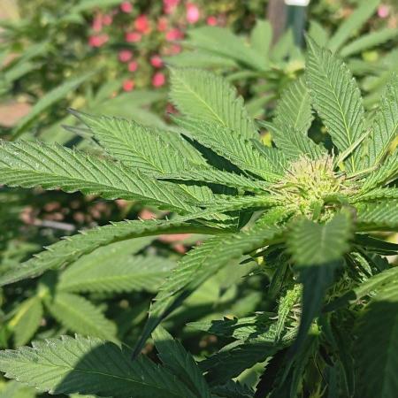 Outdoor grow From Rage 😎