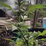2nd AutoFlower strain