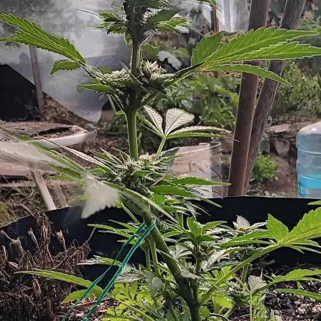 2nd AutoFlower strain
