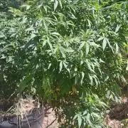 Outdoor grow From Rage 😎