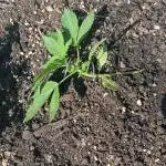 2nd AutoFlower strain