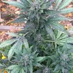 2nd AutoFlower strain