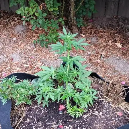 2nd AutoFlower strain