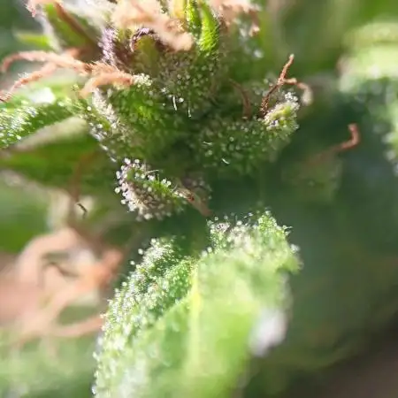 2nd AutoFlower strain
