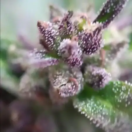 2nd AutoFlower strain