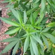 Outdoor grow PNW style 😎